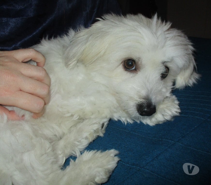 Services, accessoires animaux Gard Nimes - Photos Vivastreet je garde vos petits chiens et lapins toute l'année