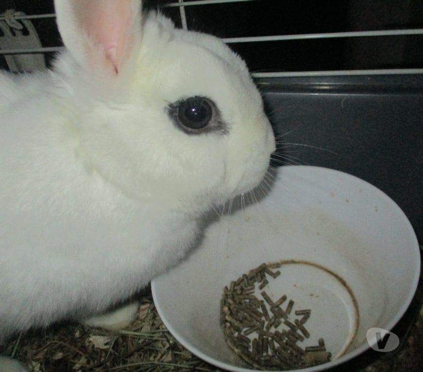 Services, accessoires animaux Gard Nimes - Photos Vivastreet je garde vos petits chiens et lapins toute l'année