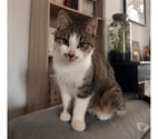 Locky, chat tigré et blanc à adopter
