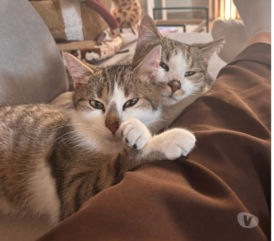 Vente Cher St Amand Montrond - 18200 - Photos Vivastreet Locky, chat tigré et blanc à adopter