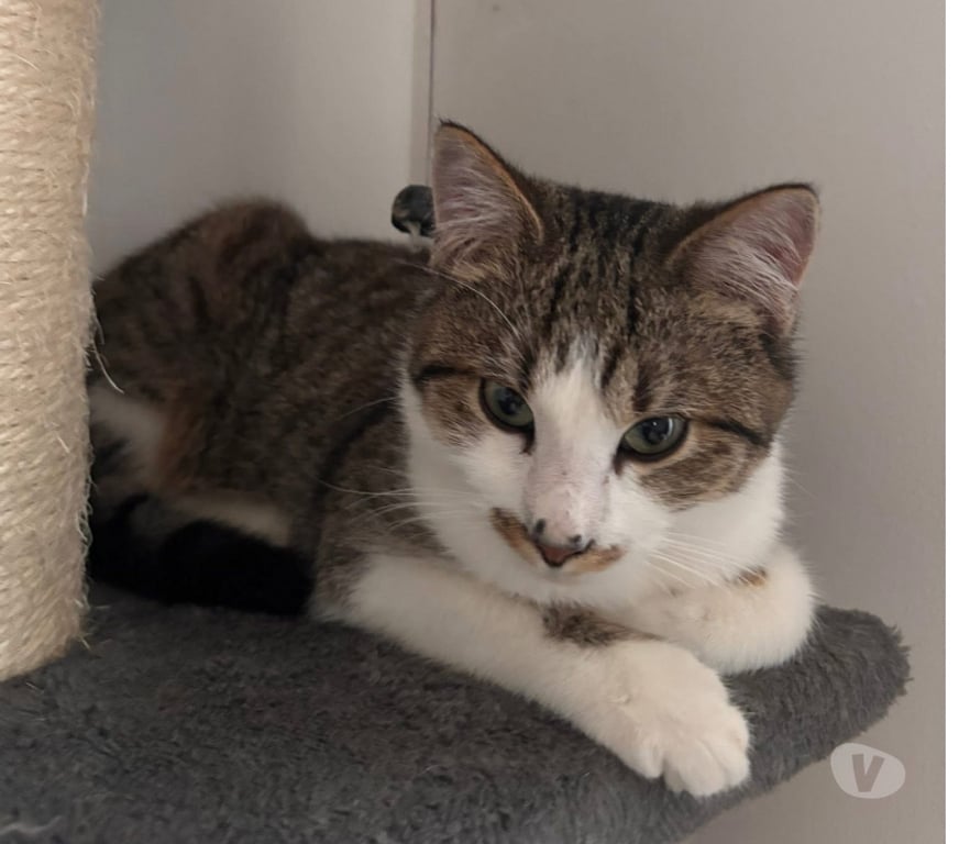 Vente Cher St Amand Montrond - 18200 - Photos Vivastreet Locky, chat tigré et blanc à adopter