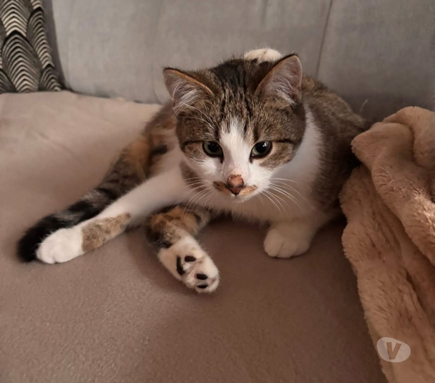 Vente Cher St Amand Montrond - 18200 - Photos Vivastreet Locky, chat tigré et blanc à adopter