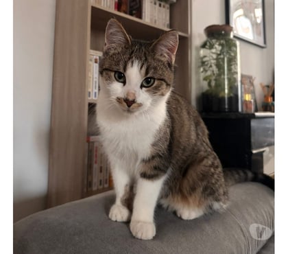 Vente animaux St Amand Montrond Cher - Photos Vivastreet Locky, chat tigré et blanc à adopter