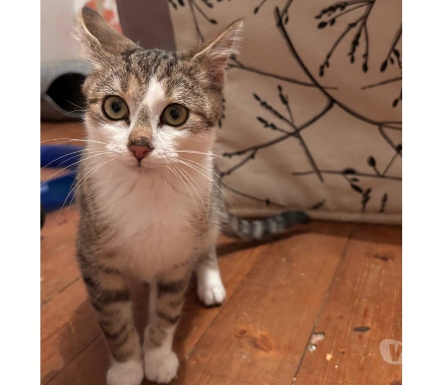 Vente Cher St Amand Montrond - 18200 - Photos Vivastreet Onyx, chat tigré et blanc à adopter