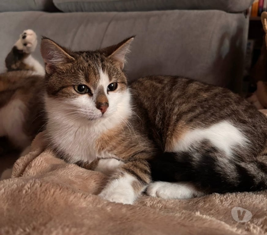 Vente Cher St Amand Montrond - 18200 - Photos Vivastreet Onyx, chat tigré et blanc à adopter