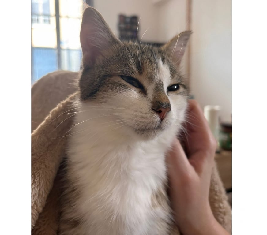 Vente Cher St Amand Montrond - 18200 - Photos Vivastreet Onyx, chat tigré et blanc à adopter