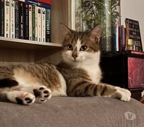 Onyx, chat tigré et blanc à adopter