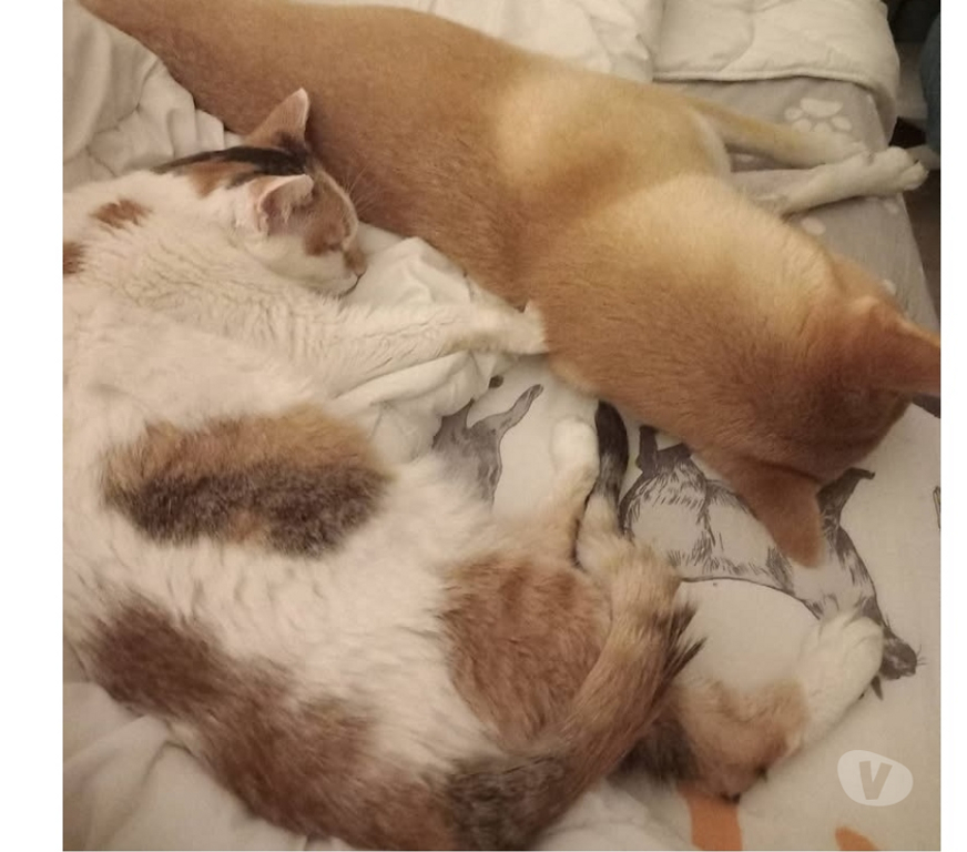 Vente Loire-Atlantique Coueron - 44220 - Photos Vivastreet Noisette, chatte blanche et rousse à adopter