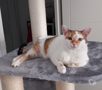 Noisette, chatte blanche et rousse à adopter