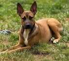 Vaiana, croisée malinoise à adopter