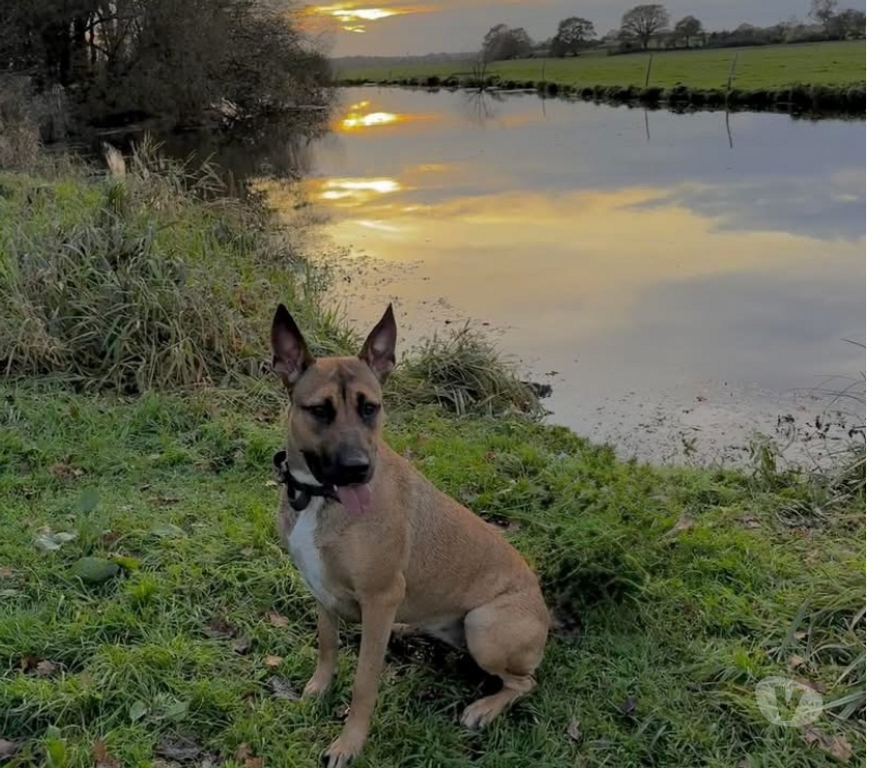 Vente Loire-Atlantique Ste Anne sur Brivet - 44160 - Photos Vivastreet Vaiana, croisée malinoise à adopter