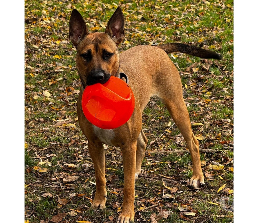 Vente Loire-Atlantique Ste Anne sur Brivet - 44160 - Photos Vivastreet Vaiana, croisée malinoise à adopter