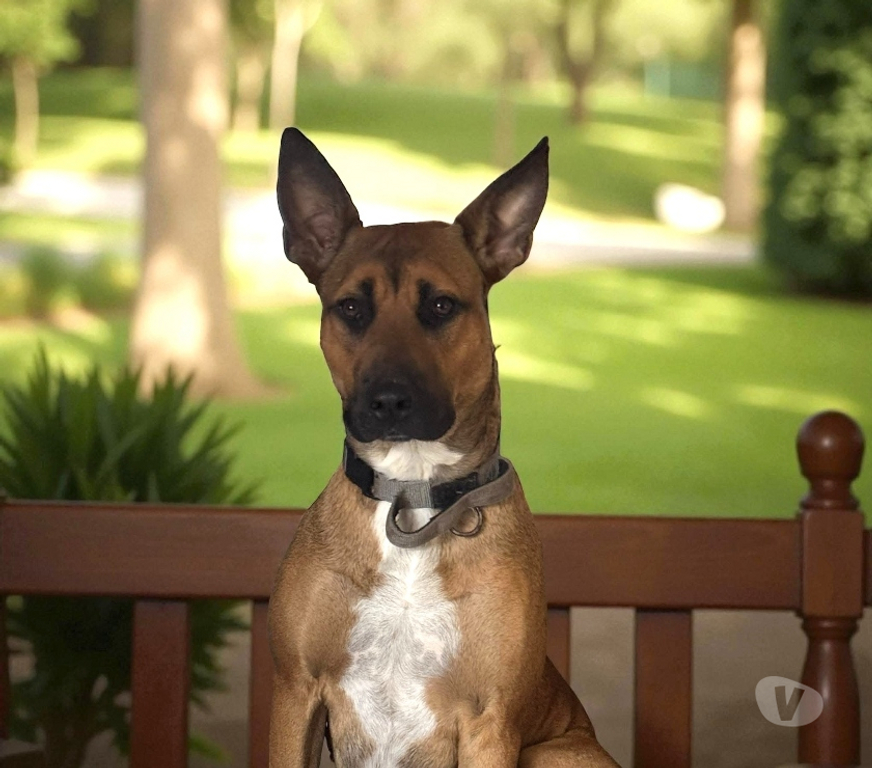 Vente Loire-Atlantique Ste Anne sur Brivet - 44160 - Photos Vivastreet Vaiana, croisée malinoise à adopter