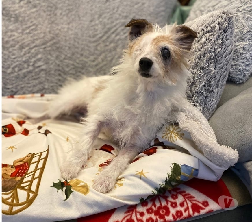 Vente Loire-Atlantique St Jean de Boiseau - 44640 - Photos Vivastreet Karami, croisée jack russel terrier à adopter