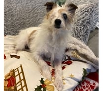 Karami, croisée jack russel terrier à adopter