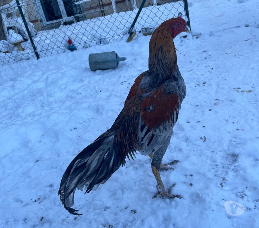Vente Deux-Sèvres St Varent - 79330 - Photos Vivastreet Jeune coq viet croisé espagnol