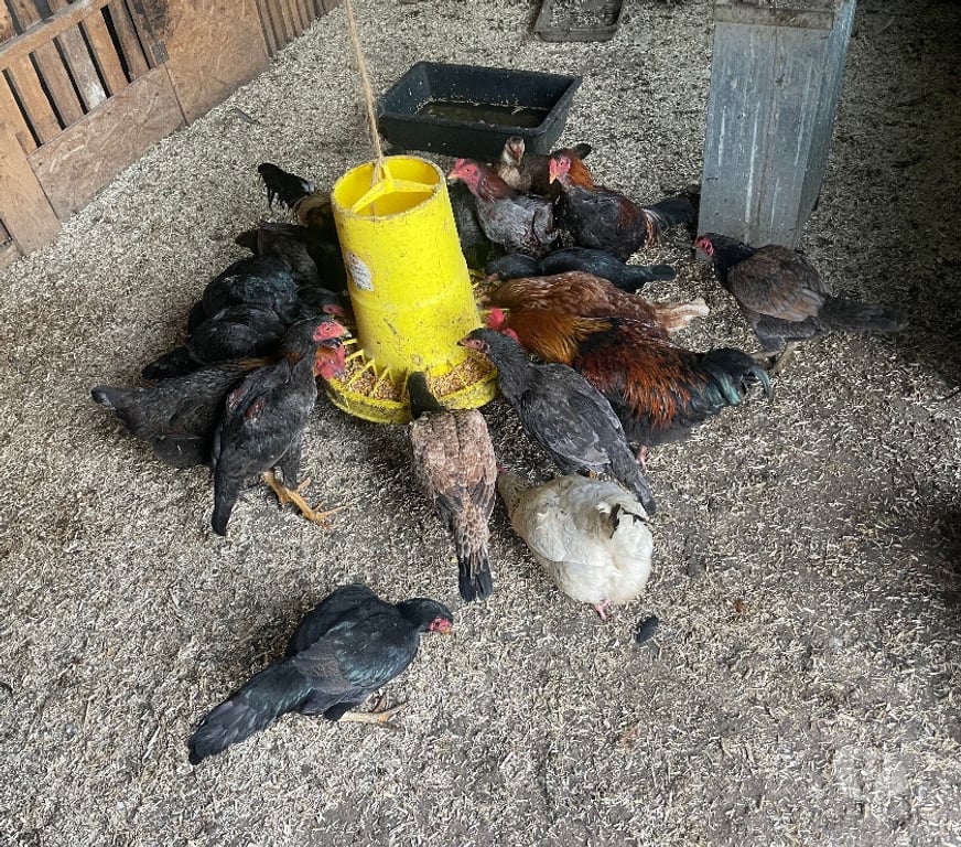 Vente Meuse Vaucouleurs - 55140 - Photos Vivastreet Vend coq Brasil Viet