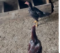 Vend coq Brasil Viet