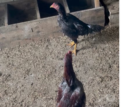 Vente animaux Vaucouleurs Meuse - Photos Vivastreet Vend coq Brasil Viet