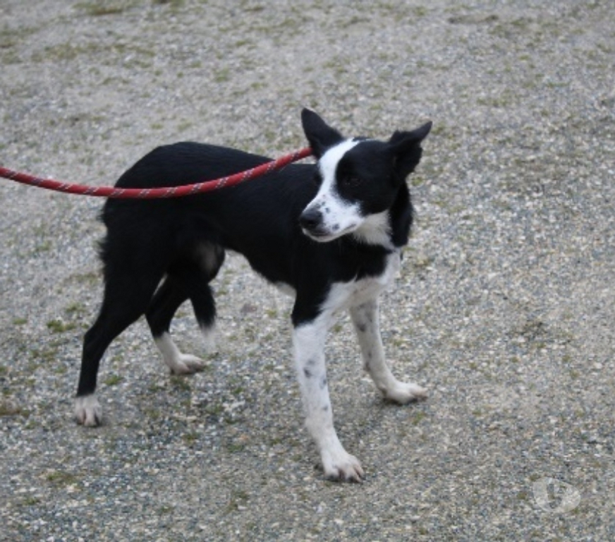 Don animaux Lot-et-Garonne Caubeyres - 47160 - Photos Vivastreet Chien Voria dite Pepone à l adoption
