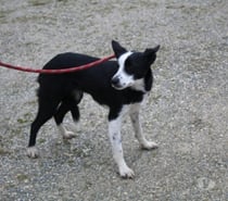 Chien Voria dite Pepone à l adoption