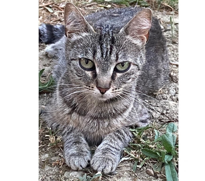 Don animaux Aude Carcassonne - Photos Vivastreet Sassy jeune chatte adorable 1 an cherche adoptants serieux