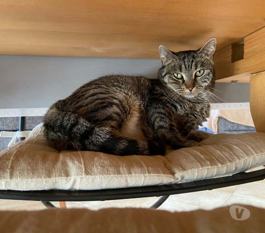 Don animaux Aude Carcassonne - Photos Vivastreet Sassy jeune chatte adorable 1 an cherche adoptants serieux