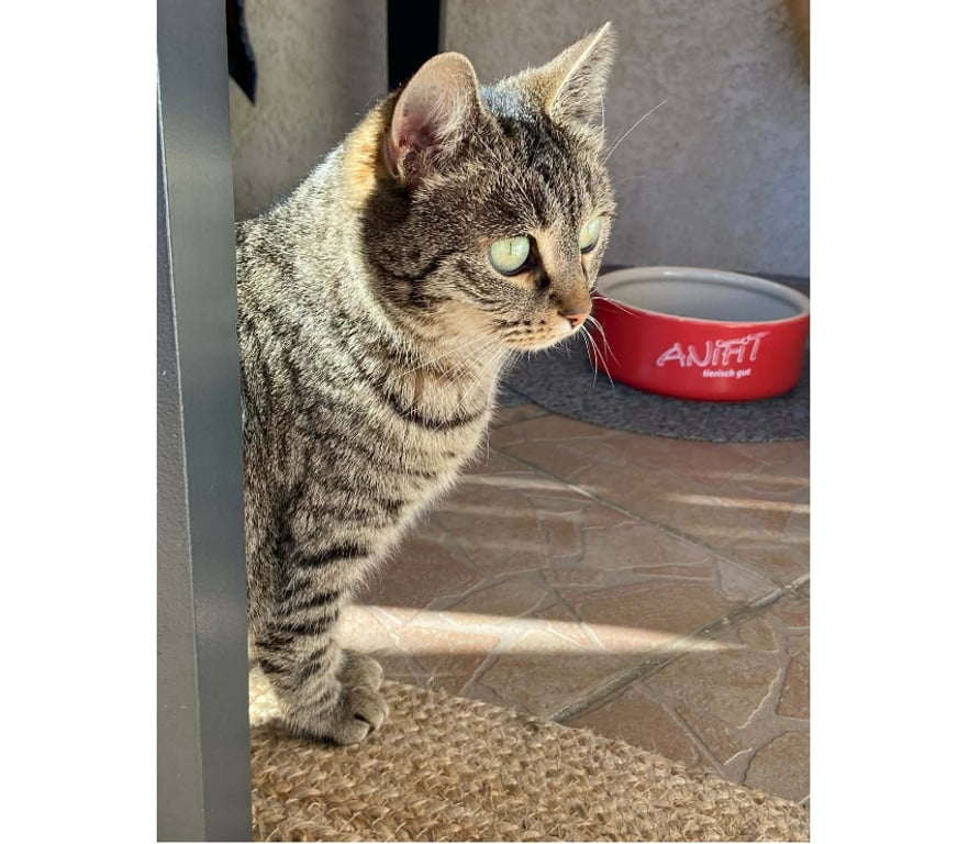 Don animaux Aude Carcassonne - Photos Vivastreet Sassy jeune chatte adorable 1 an cherche adoptants serieux