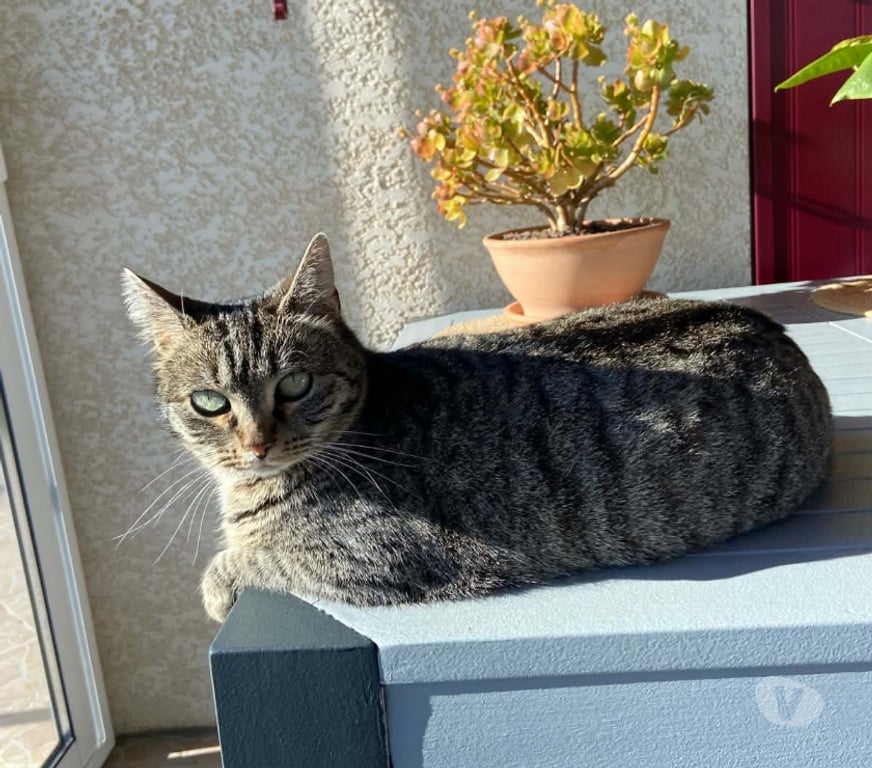 Don animaux Aude Carcassonne - Photos Vivastreet Sassy jeune chatte adorable 1 an cherche adoptants serieux