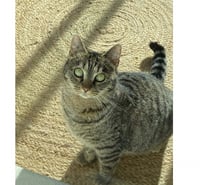 Sassy jeune chatte adorable 1 an cherche adoptants serieux