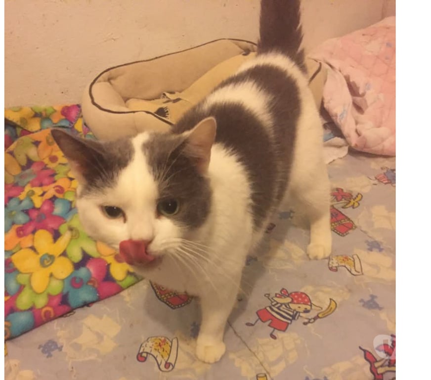 Don animaux Aude Carcassonne - Photos Vivastreet Aladin jeune chat calin et sympa cherche adoptants serieux