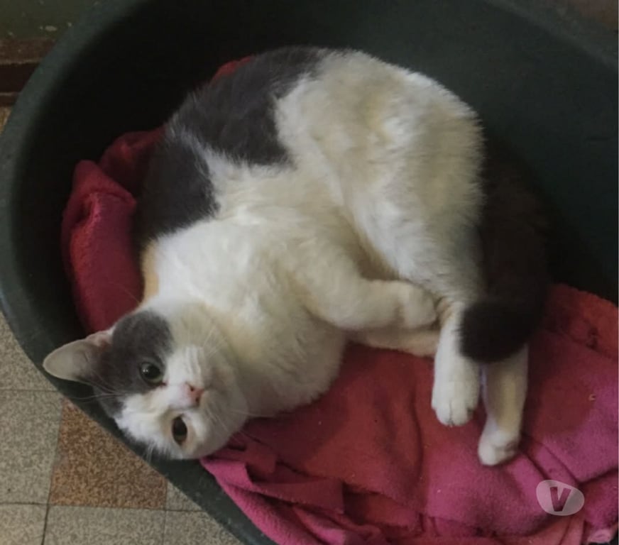 Don animaux Aude Carcassonne - Photos Vivastreet Aladin jeune chat calin et sympa cherche adoptants serieux