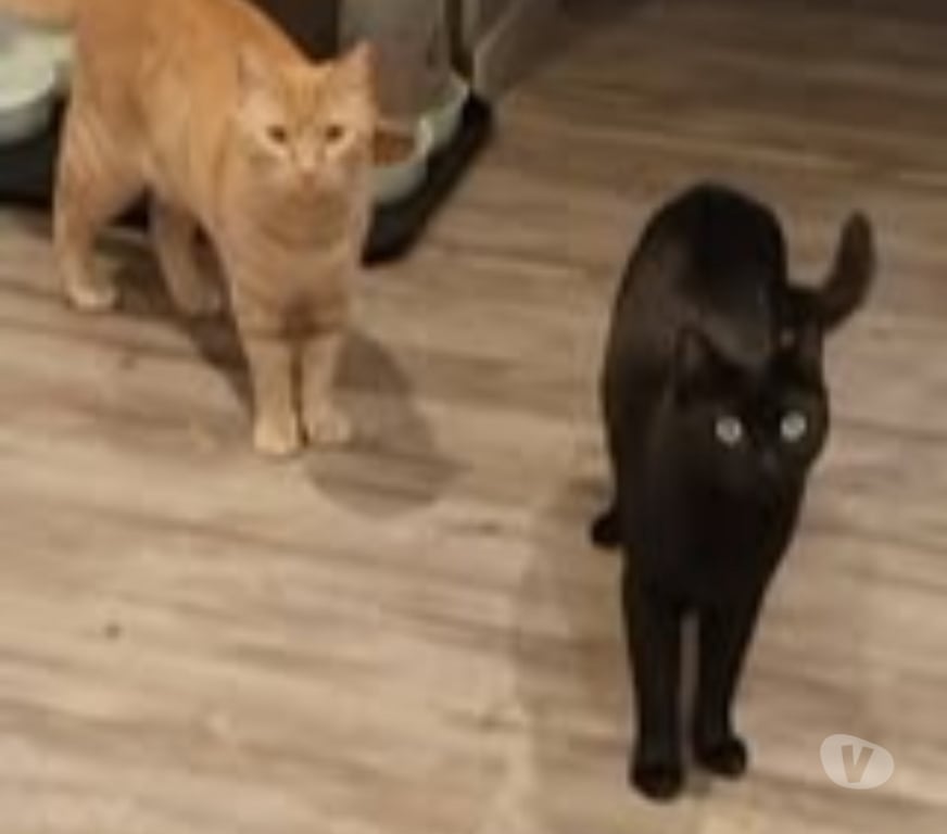 Don animaux Ardèche Labeaume - 07120 - Photos Vivastreet Chat REGLISSE à l adoption