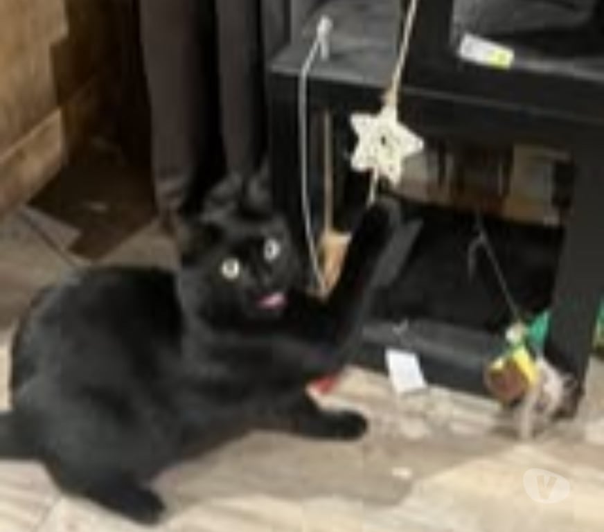 Don animaux Ardèche Labeaume - 07120 - Photos Vivastreet Chat REGLISSE à l adoption