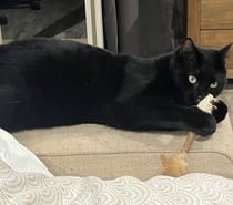 Chat REGLISSE à l adoption