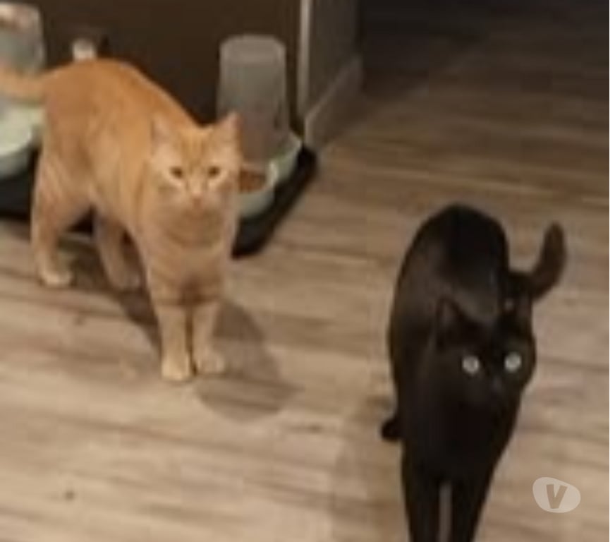 Don animaux Ardèche Labeaume - 07120 - Photos Vivastreet Chat CARAMEL à l adoption