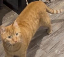 Chat CARAMEL à l adoption