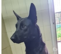 Chien OSIRIS à l adoption