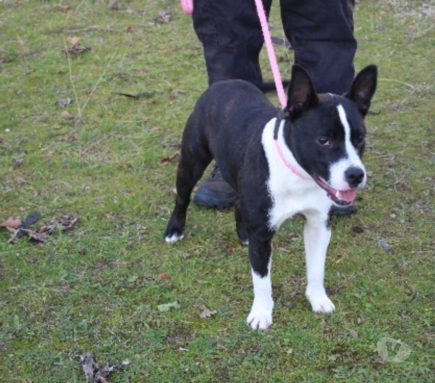 Don animaux Lot-et-Garonne Caubeyres - 47160 - Photos Vivastreet Chien RAFALE à l adoption