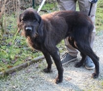 Chien FIDJI à l adoption