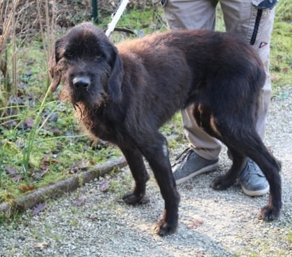 Don Caubeyres Lot-et-Garonne - Photos Vivastreet Chien FIDJI à l adoption