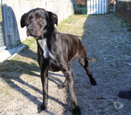 Don animaux Caubeyres Lot-et-Garonne - Photos Vivastreet Chien JAMY à l adoption