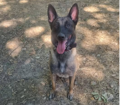 Don animaux Bagnols sur Ceze Gard - Photos Vivastreet Chien TAO à l adoption