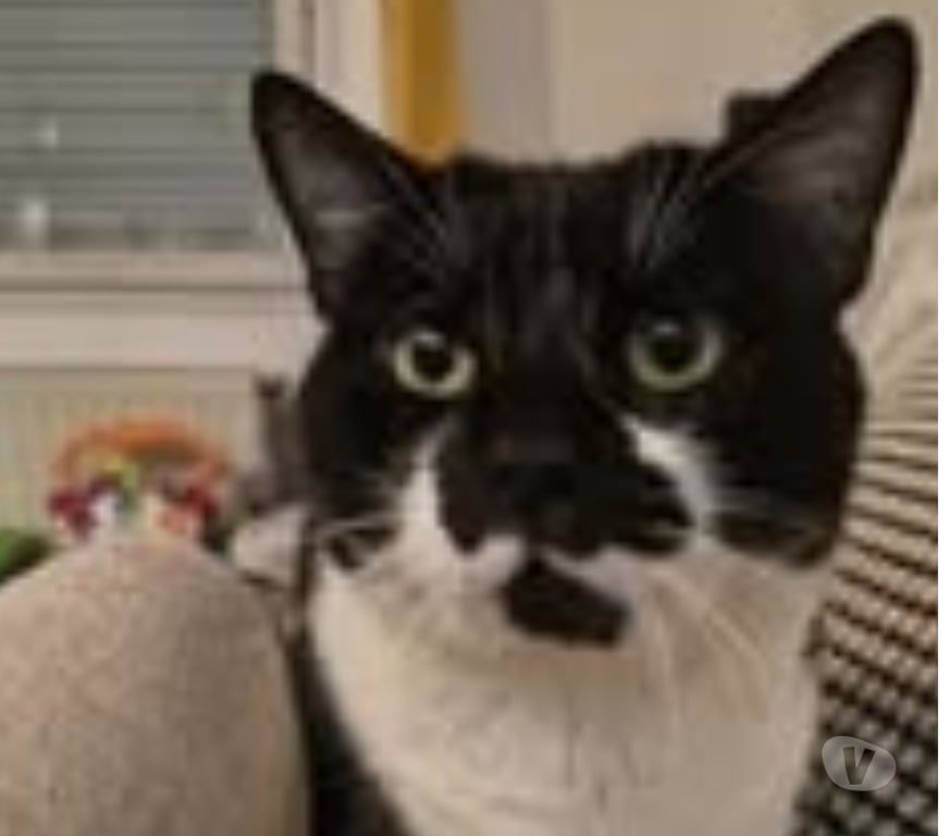 Don animaux Drôme Pierrelatte - 26700 - Photos Vivastreet Chat SIMBA à l adoption