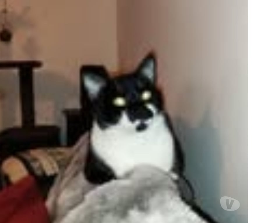 Don animaux Drôme Pierrelatte - 26700 - Photos Vivastreet Chat SIMBA à l adoption