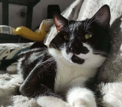 Adoption animaux Pierrelatte Drôme - Photos Vivastreet Chat SIMBA à l adoption