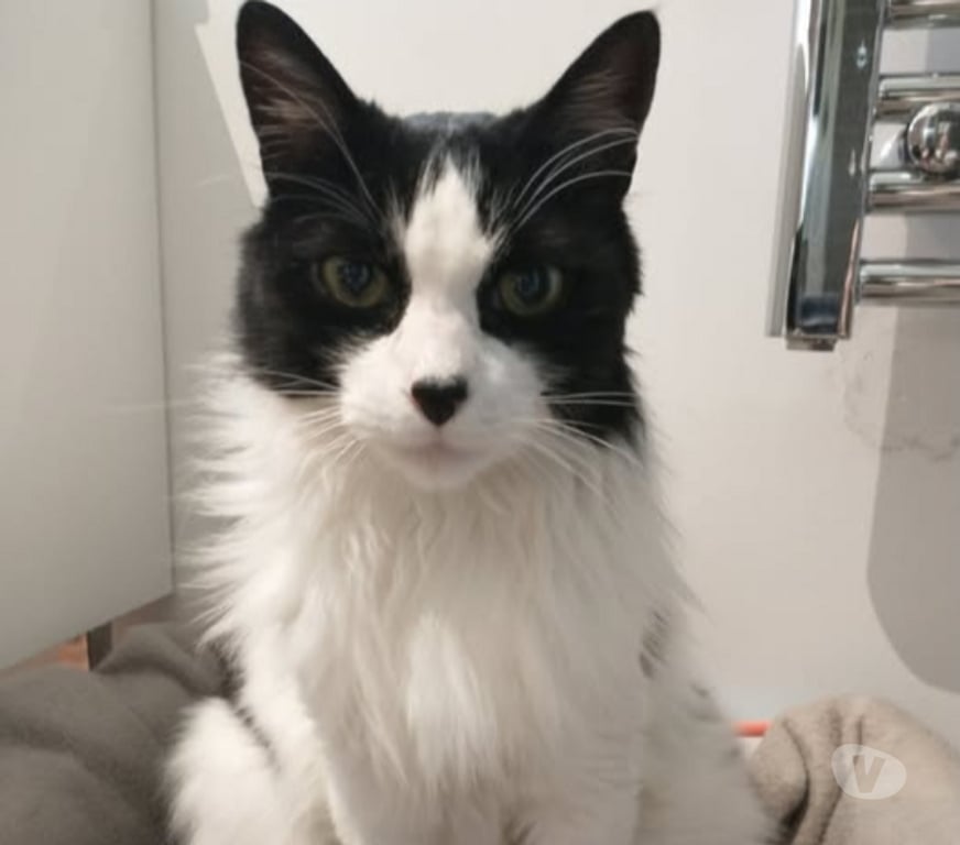 Don animaux Drôme Chateauneuf de Galaure - 26330 - Photos Vivastreet Chat UGOLIN à l adoption