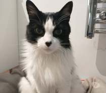 Chat UGOLIN à l adoption