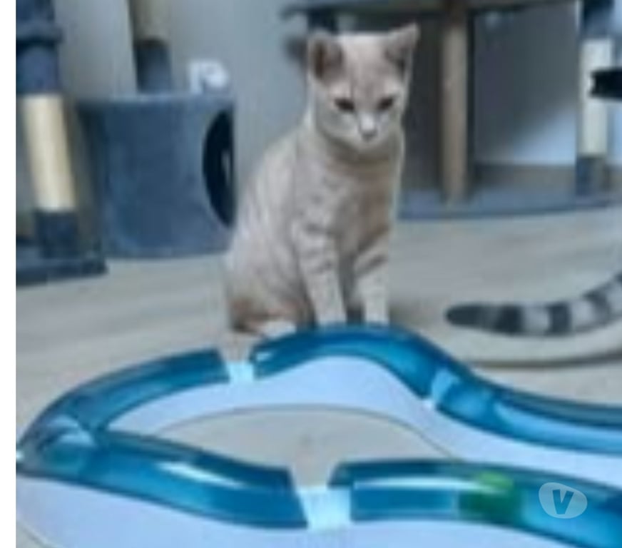 Don animaux Drôme Loriol sur Drome - 26270 - Photos Vivastreet Chat CHARLY à l adoption