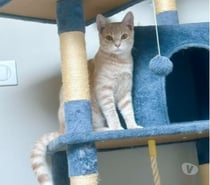 Chat CHARLY à l adoption